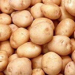 Manufacturers Exporters and Wholesale Suppliers of Fresh Potato Shahjahanpur Uttar Pradesh